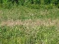 img 0103 img 0103