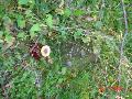 dsc01907 dsc01907