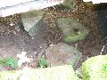 img 1950 img 1950